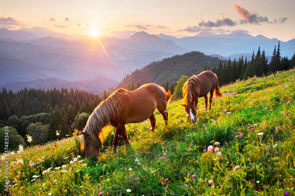 Horses in the Carpathians