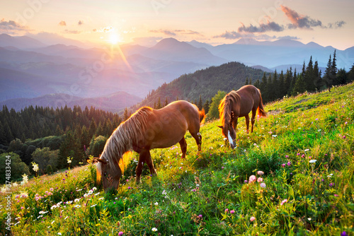 Obraz na płótnie Horses in the Carpathians w salonie
