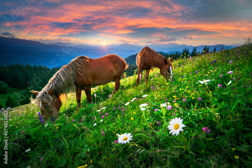 Obraz na płótnie Horses in the Carpathians w salonie