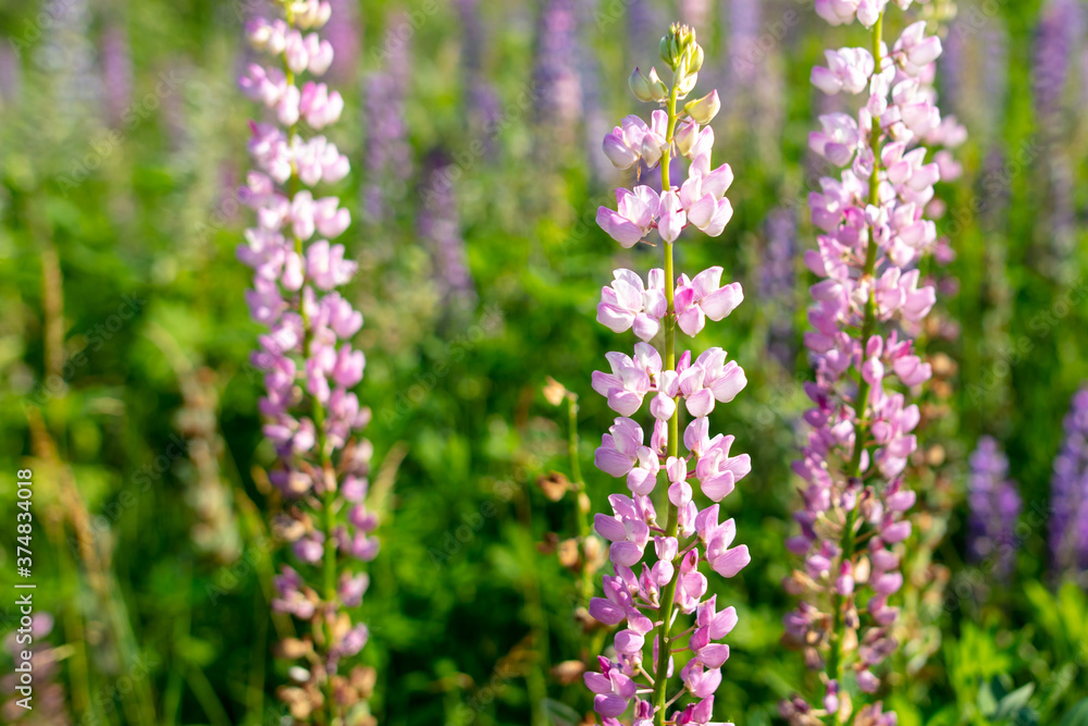 Beautiful purple flower grows in the park. Beautiful purple flower grows in the park.