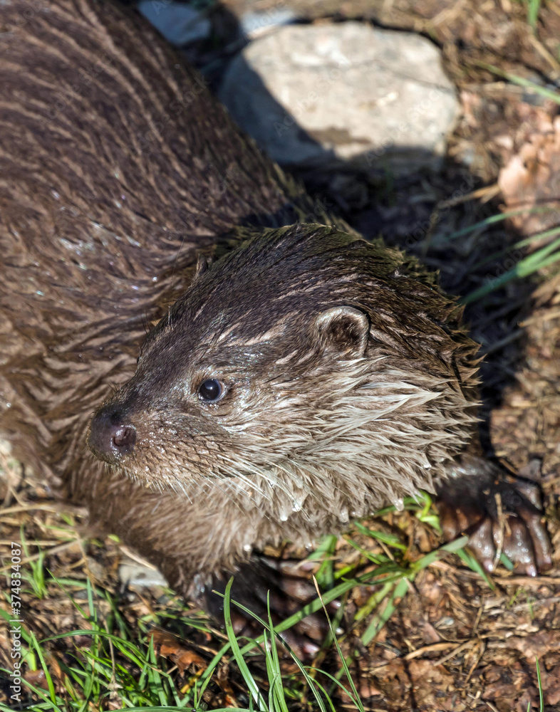 close up of otters in a game park close up of otters in a game park