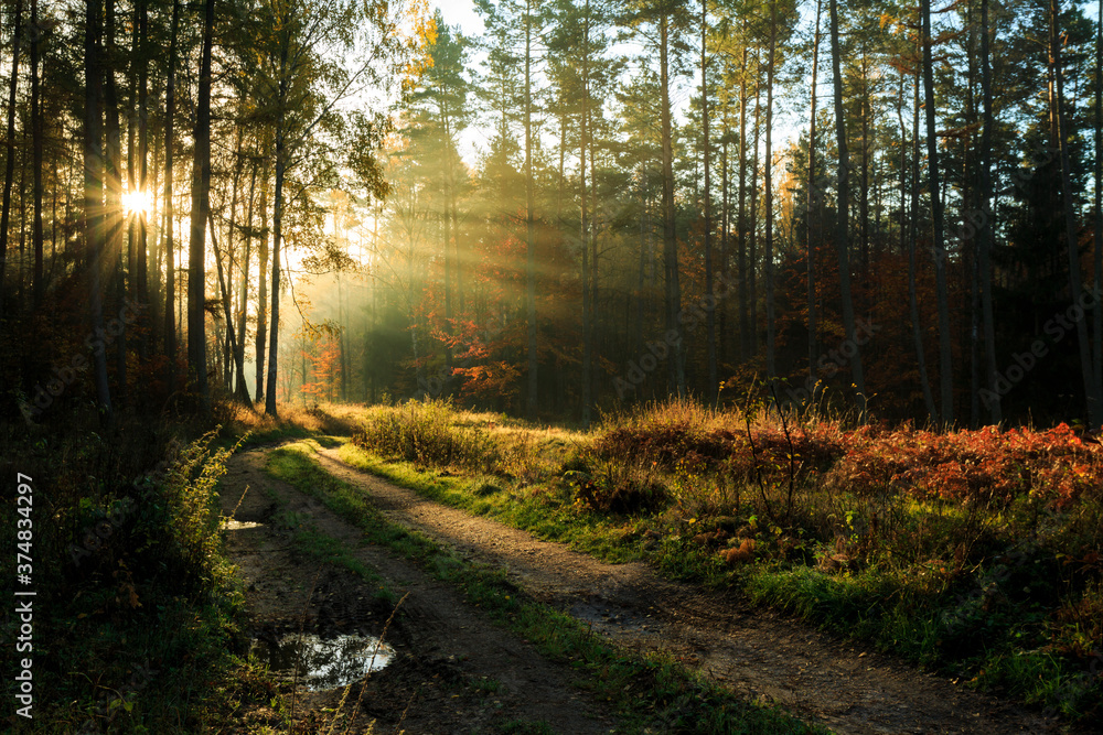 Obraz premium Light rays autumn fall forest landscape 