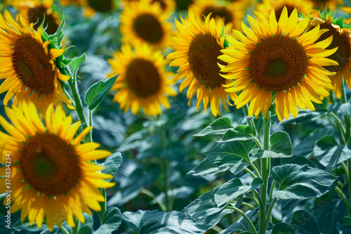 bright sunflower field  a beautiful landscape on a summer day