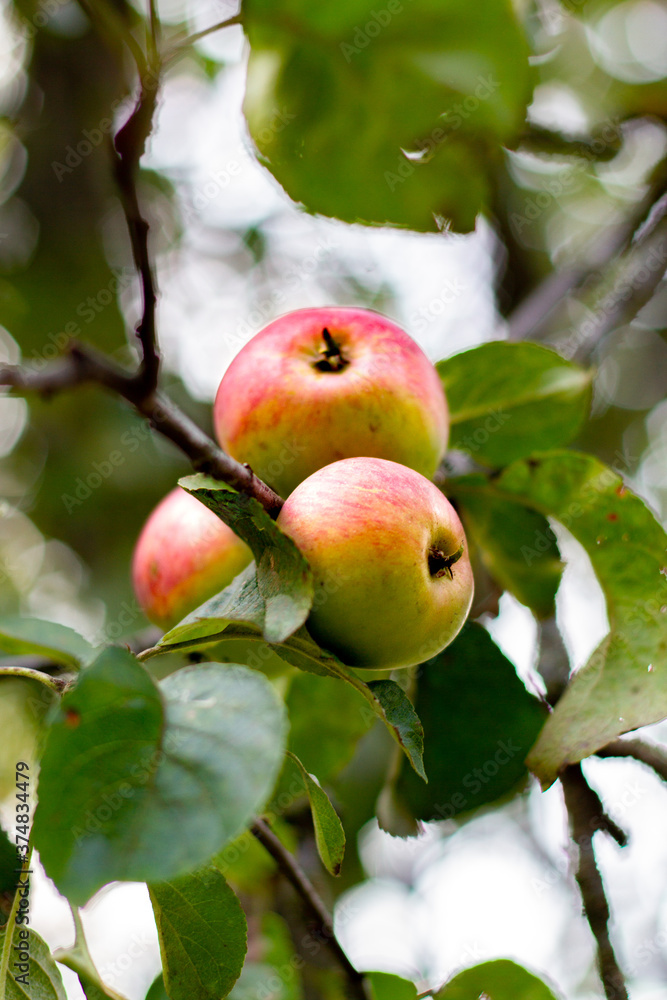 apple apple