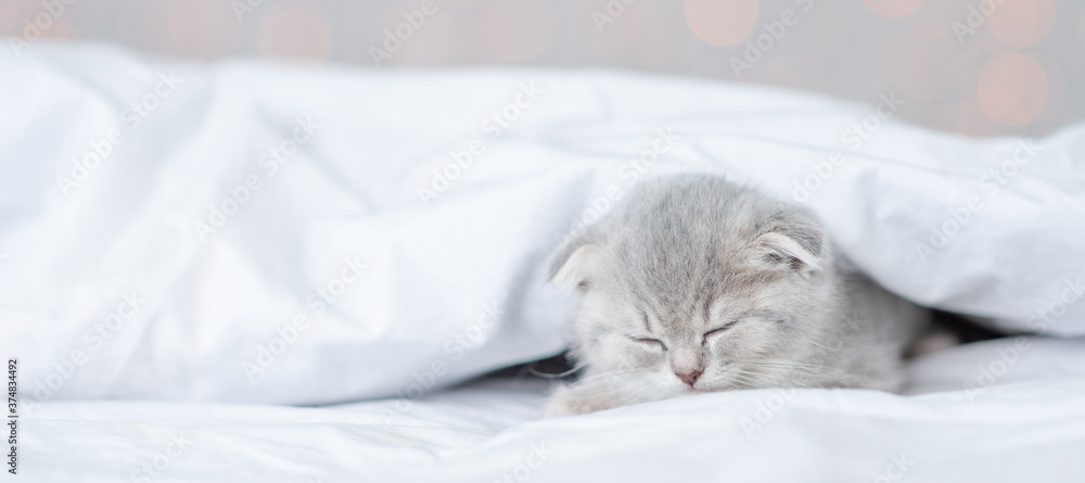 Tiny kitten sleeps on a bed at home. Empty space for text