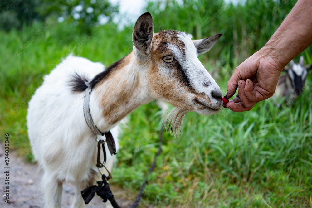 Unrecognizable farmer feeding goat with cherry.