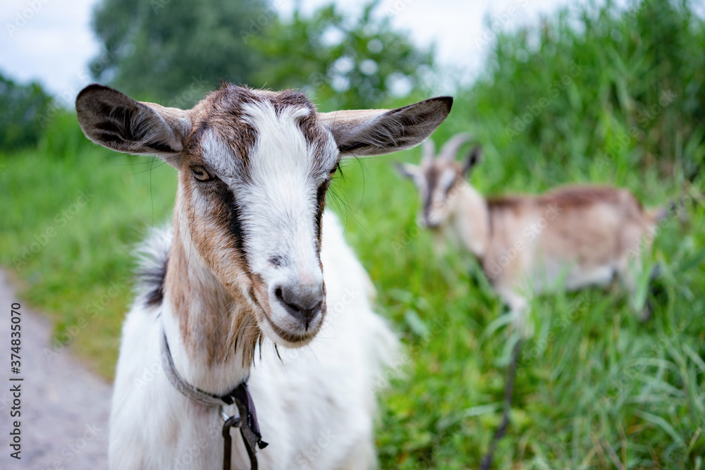 Domestic goats wearing collars eating grass in countryside. Domestic goats wearing collars eating grass in countryside.