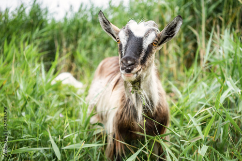Smoke goat with horns eating grass in pasture.