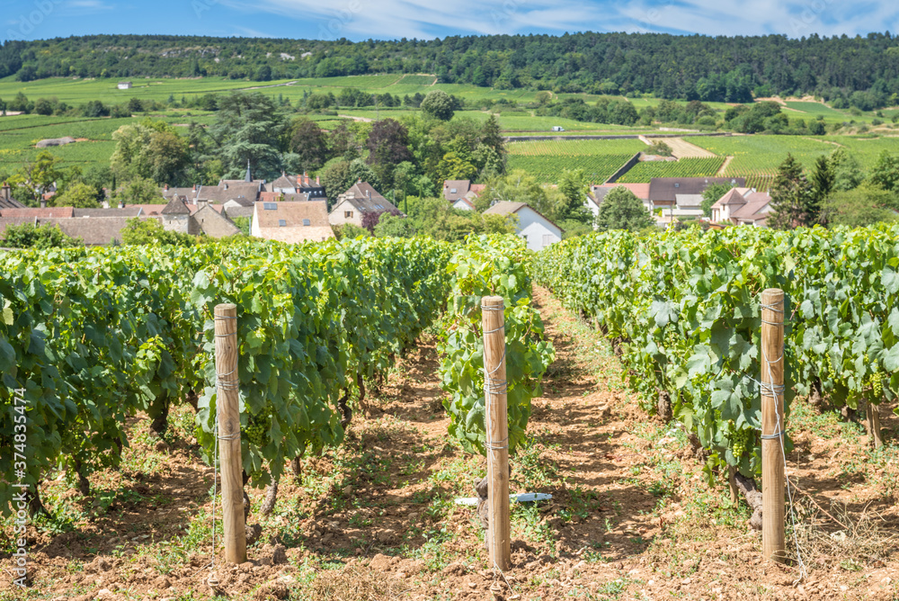View of in the vineyard in Burgundy Bourgogne home of pinot noir and chardonnay in summer day with blue sky. Cote d'Or. View of in the vineyard in Burgundy Bourgogne home of pinot noir and chardonnay in summer day with blue sky. Cote d'Or.