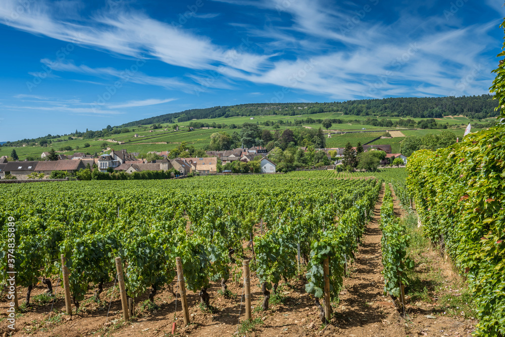 View of in the vineyard in Burgundy Bourgogne home of pinot noir and chardonnay in summer day with blue sky. Cote d'Or.