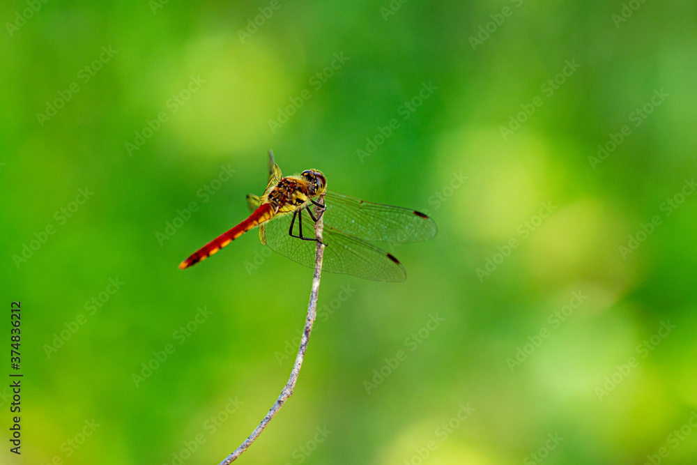 Red dragonfly floating in the green sea Red dragonfly floating in the green sea