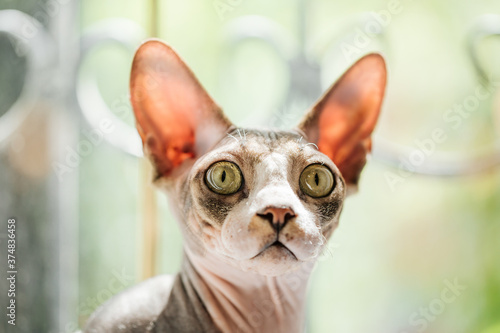 Portrait of a sphynx cat looking surprised © Hihitetlin