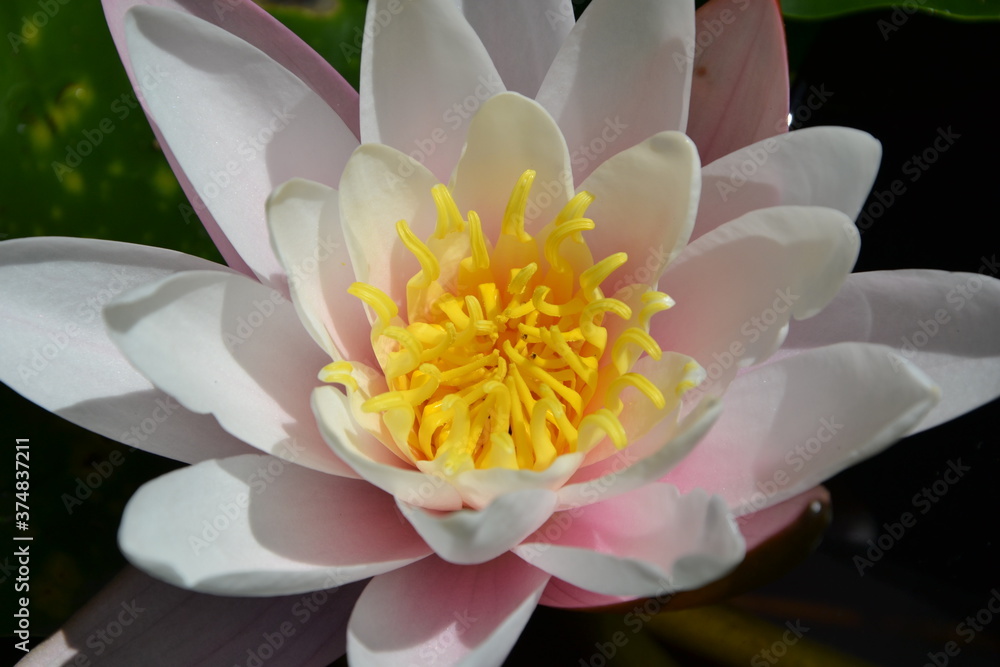 Nymphaea alba, also known as the European white water lily, white water rose or white nenuphar. Nymphea Rose Arey, closeup Nymphaea alba, also known as the European white water lily, white water rose or white nenuphar. Nymphea Rose Arey, closeup
