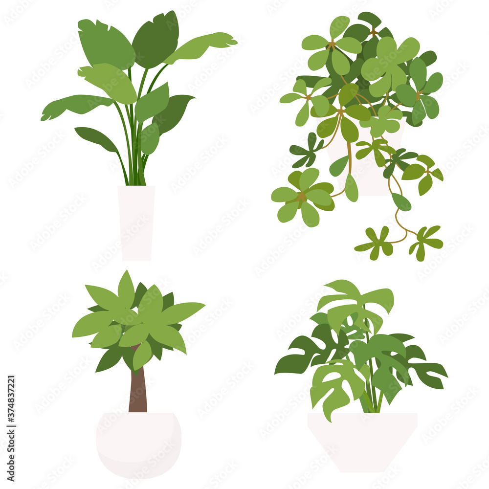 植物のイラストパターン 観葉植物 植木八 室内 ベクター Stock Vector Adobe Stock