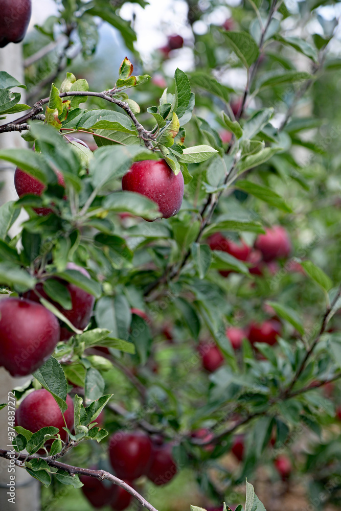 Rote Äpfel