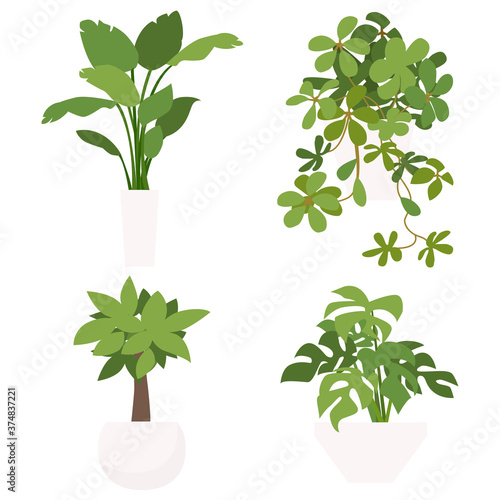植物のイラストパターン　観葉植物　植木八　室内　ベクター