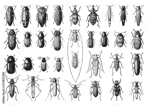 Bug and beetle collection - vintage engraved vector illustration from Larousse du xxe siècle