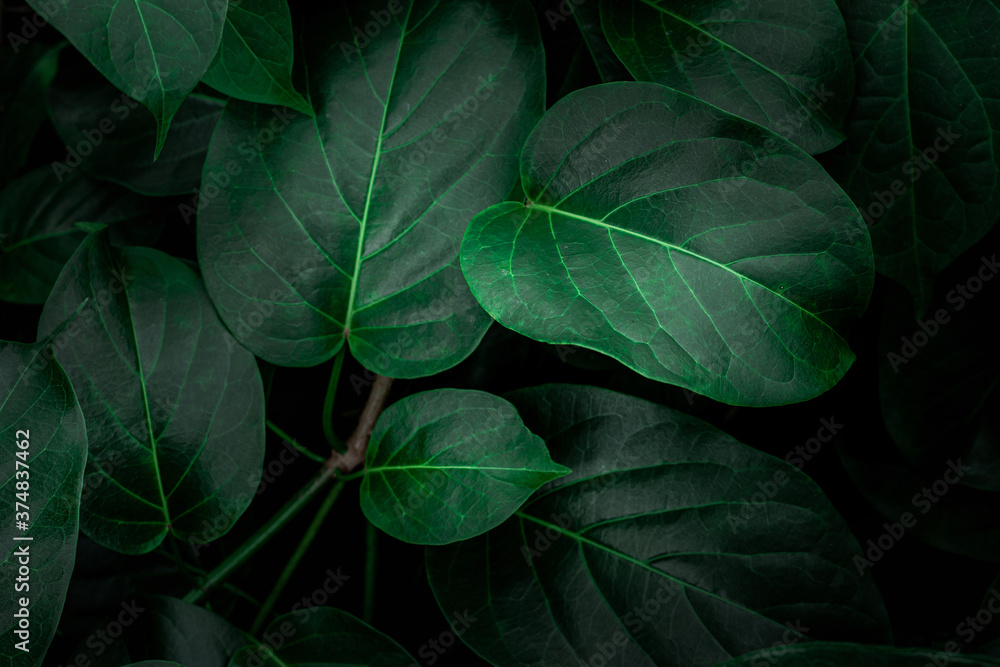 closeup nature view of green leaf texture, dark wallpaper concept, nature background, tropical leaf closeup nature view of green leaf texture, dark wallpaper concept, nature background, tropical leaf