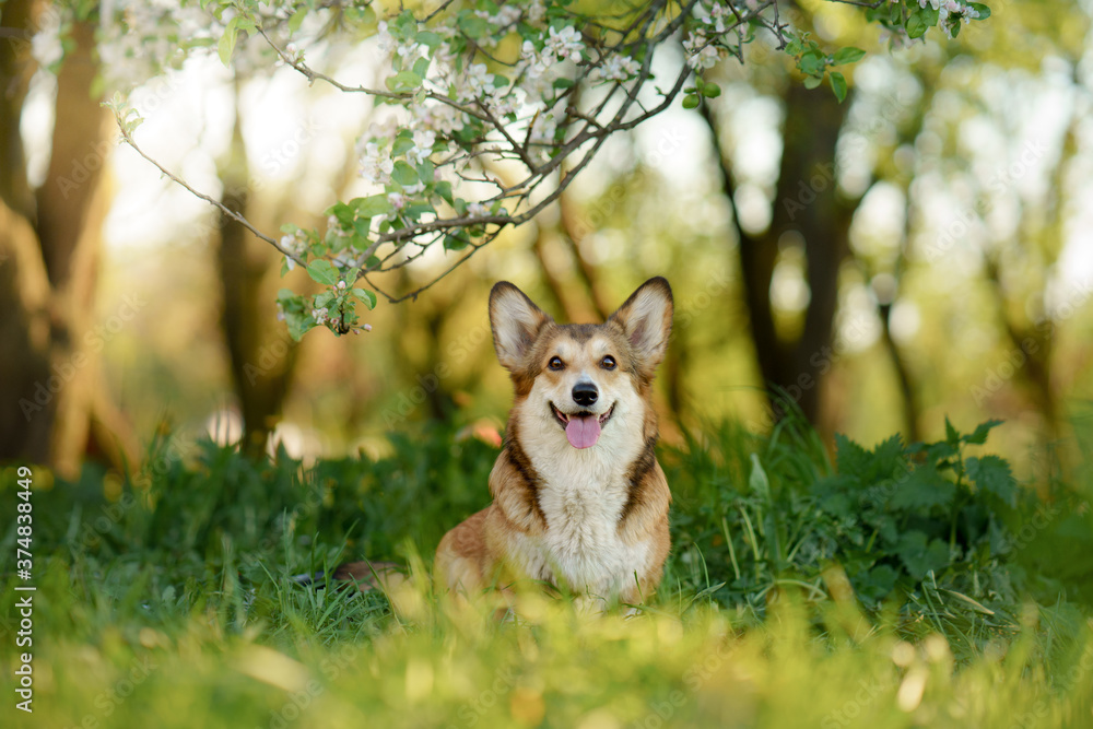 Fototapeta premium portrait dog . Welsh corgi pembroke in nature, on the grass