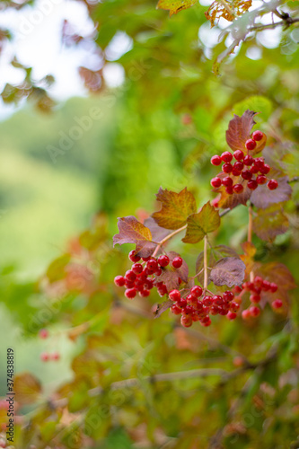  Red viburnum. Ripe viburnum berries on a bush in summer