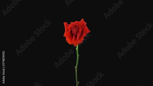 Time-lapse of dying red Escada rose 4b3-rev in RGB + ALPHA matte format isolated on black background, time reverse
 photo