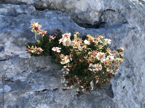 Bergblumen Almblumen photo