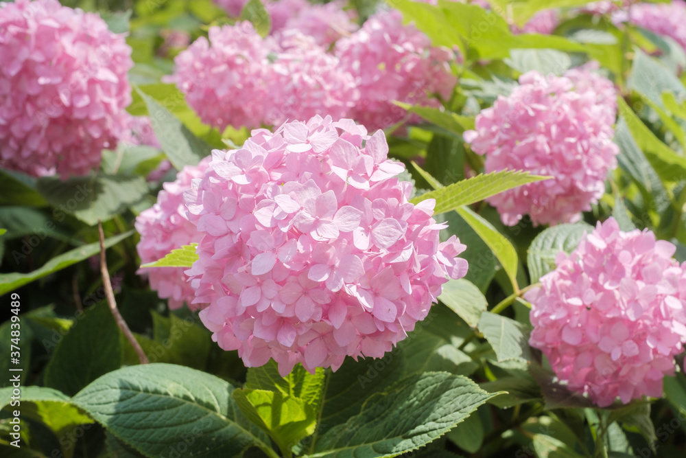 Ajisai - Hydrangea Flower in Nagai Park in Osaka Ajisai - Hydrangea Flower in Nagai Park in Osaka
