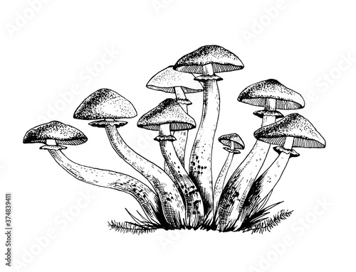 Vector illustration of honey agarics, edible mushrooms, big family group of honey agarics, isolated on white background. Kpupny plan. Suitable for recipe, logo, label, badge, packaging, menu. 