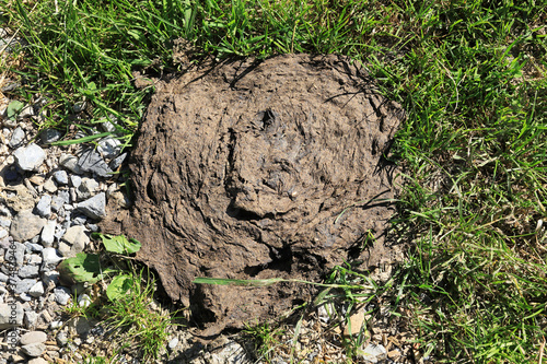 Cow dung from happy swiss cattle