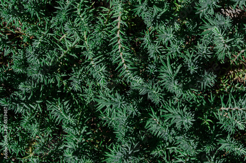 Green grass, natural texture, background.