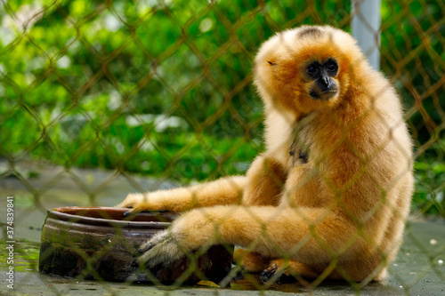 A Southern yellow cheeked crested gibbon at Cuc Phoung Jungle photo