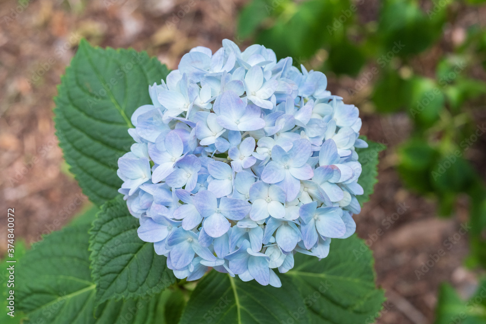 Ajisai - Hydrangea Flower in Nagai Park in Osaka Ajisai - Hydrangea Flower in Nagai Park in Osaka