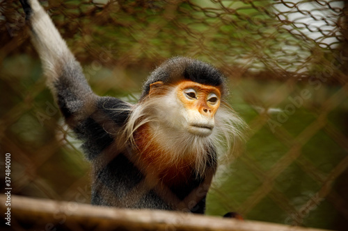 Red legged clothes Monkey at Cuc Phoung Jungle photo
