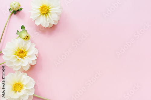 White flowers dahlias on pink background. Flowers composition. Flat lay  top view  copy space. Summer  autumn concept.