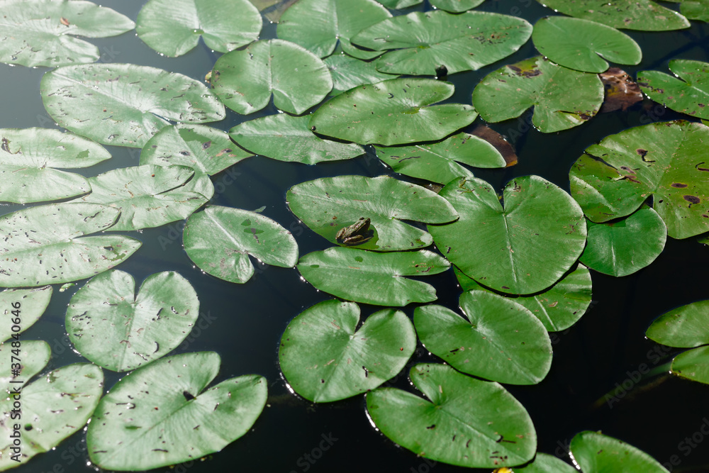 Lotus leaves on the surface of the pond with small green frog in the middle Lotus leaves on the surface of the pond with small green frog in the middle