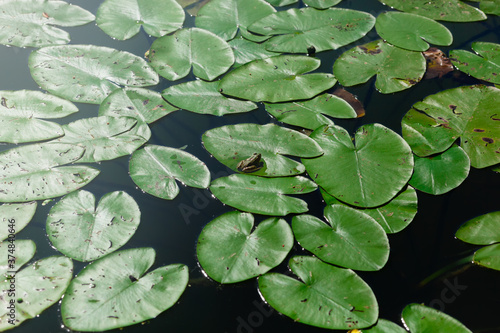 Lotus leaves on the surface of the pond with small green frog in the middle 