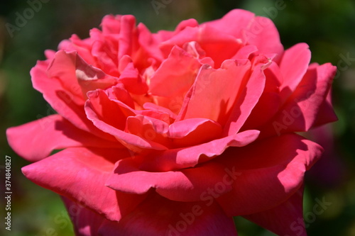 Beautiful Rose flower  closeup. Pink Rose  latin  Rosa genus  on the branch. Colorful  delicate rose in the garden. Closeup