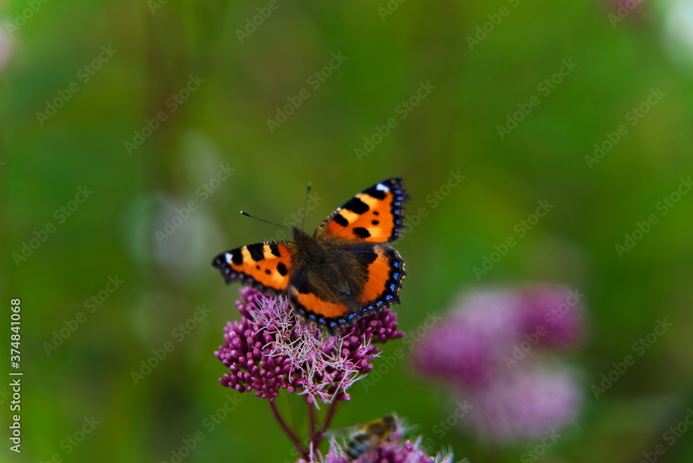 Butterfly with open wings sitting on a purple oregano plant. Butterfly with open wings sitting on a purple oregano plant.