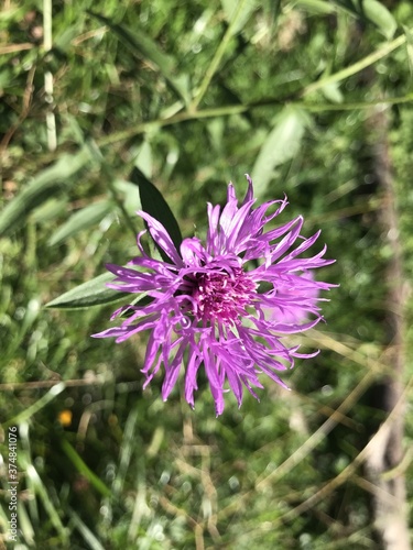 Bergblumen Almblumen photo