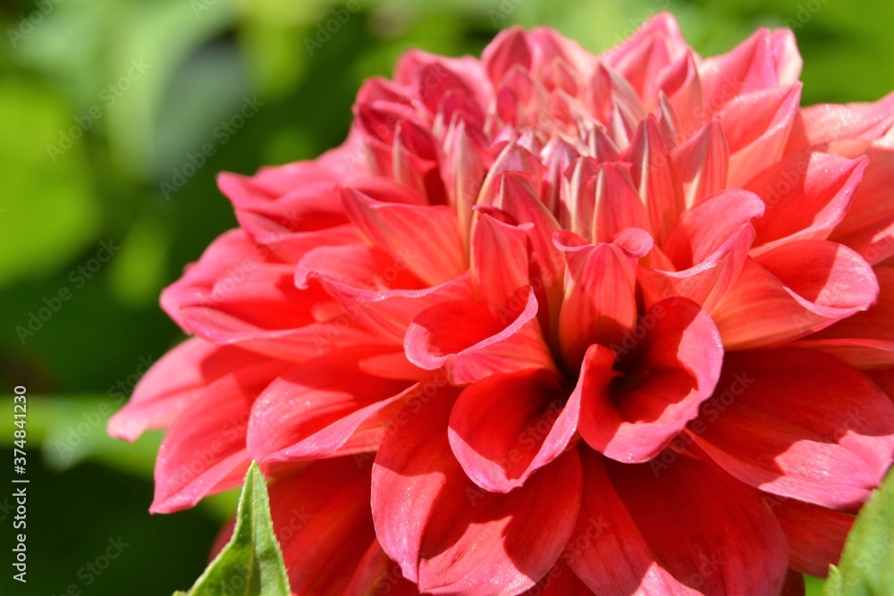 Dahlia Georginia beautiful flower closeup. Macro of single pink Dahlia grade Lilac time. Dahlia Georginia beautiful flower closeup. Macro of single pink Dahlia grade Lilac time.