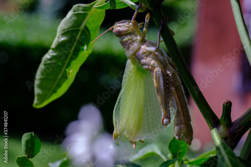 Locusta Egiziana photo