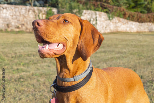 Adorable young short-coated purebred ginger red Hungarian Vizsla dog seen outdoors on a summer day