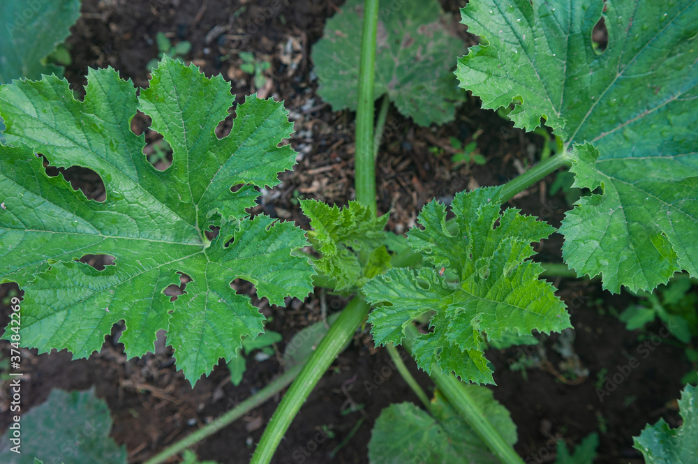  raspberry shot of green zucchini leaves