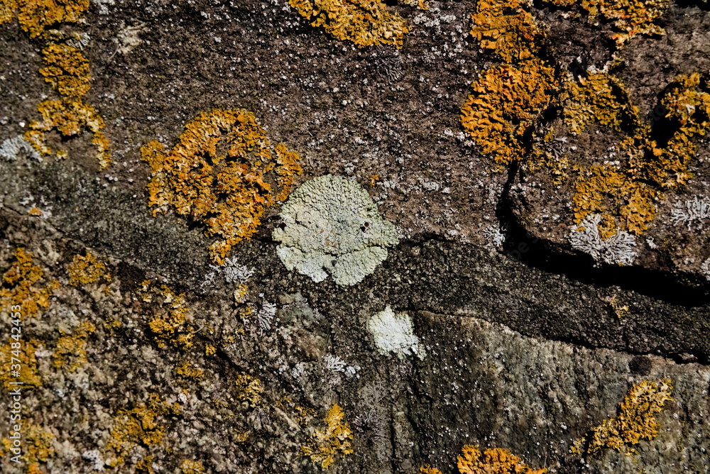 Rock covered with multi-colored cinder lichen.