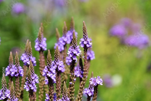 Verbena hastata  American vervain  blue vervain or swamp verbena  beautiful purple flowers. Blurred background  place for text. Selective focus