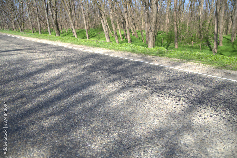 Obraz premium road in the forest