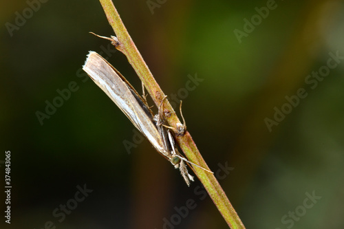 Weißer Graszünsler (Crambus perlella) - grass moth  photo