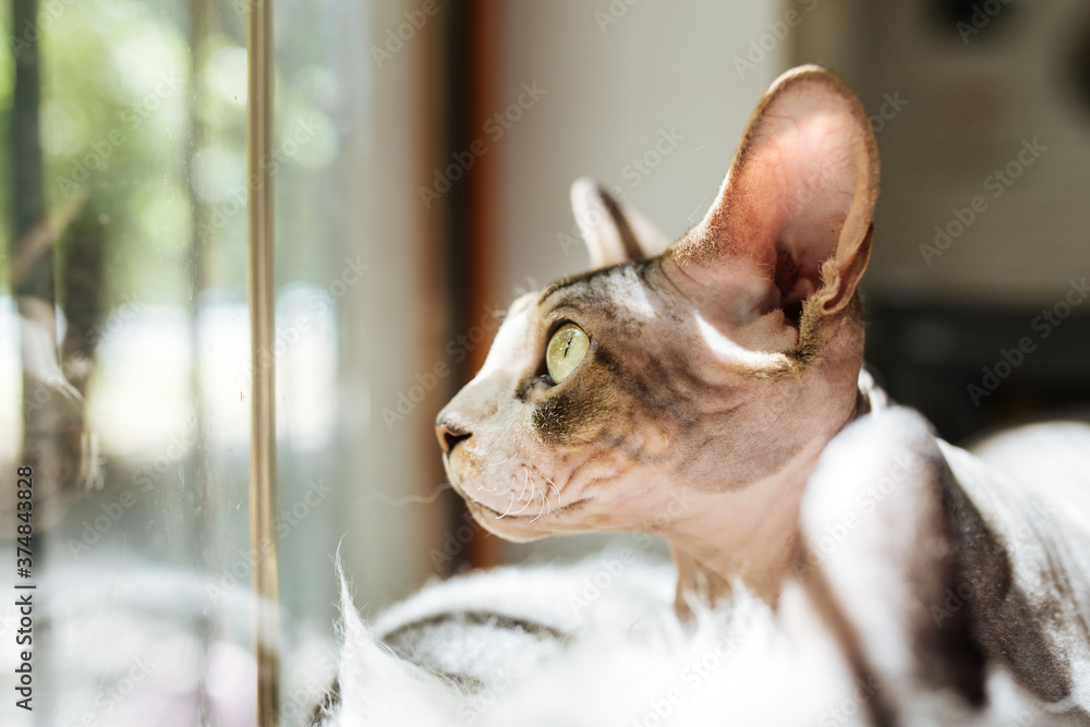 Portrait of sphynx cat looking through the window