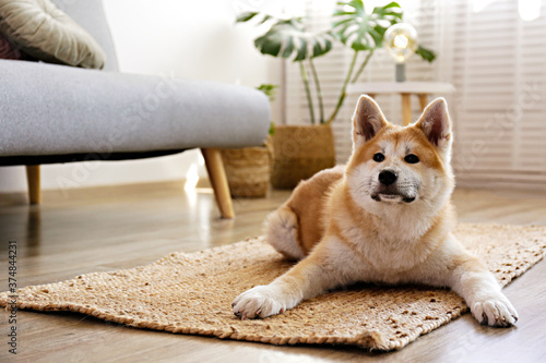 Obraz na płótnie Portrait of nine months old japanese akita inu lying on wood texture floor in front of grey textile couch