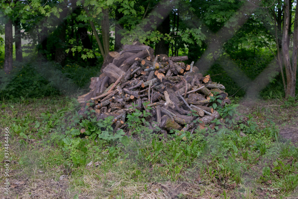 Woods in the forest line